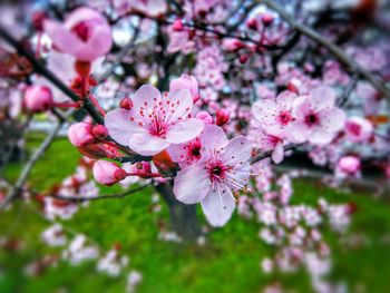 Pink flowers blooming on tree