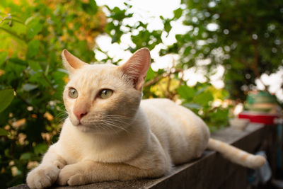 Close-up of a cat looking away