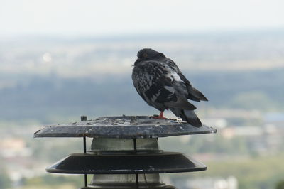 Close-up of bird perching on metal against sky