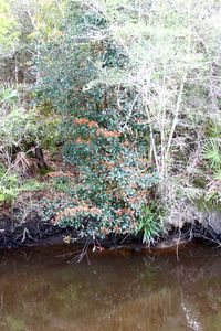 Plants growing on field by lake