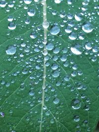 Full frame shot of water drops on leaf