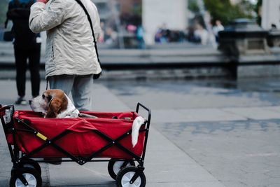 Woman with dog sitting in push cart