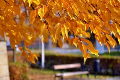 Close-up of yellow autumn leaves on field