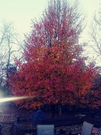 Trees and plants in park during autumn