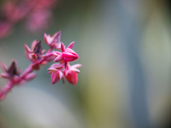Close-up of pink flowering plant
