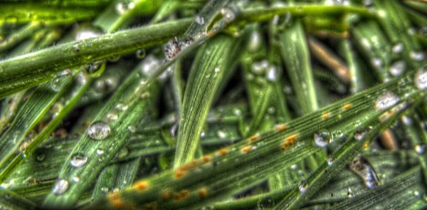 Close-up of water drops on leaf