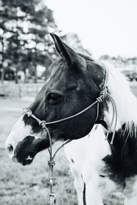 Close-up of horse on field