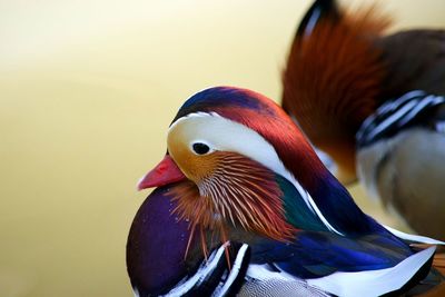 Close-up of bird