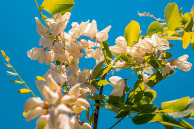 Low angle view of flowering plant against blue sky