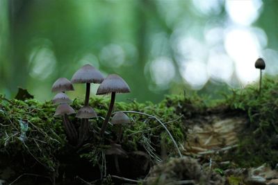 Close-up of mushroom growing on field