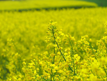 Yellow flowering plants growing on agricultural field