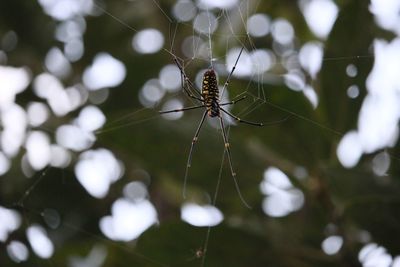 Close-up of spider on web