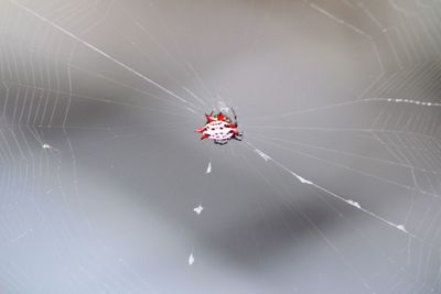 Spider on web