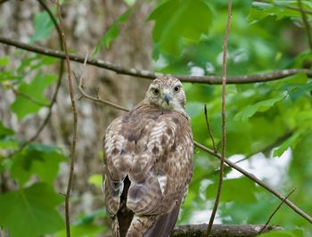 Close-up of eagle perching on branch