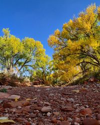 Surface level of autumn trees against clear sky