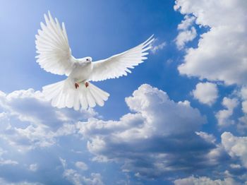 Low angle view of bird flying against sky