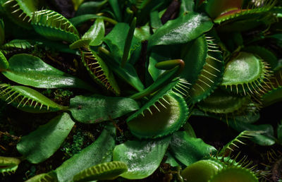 Full frame shot of venus flytrap