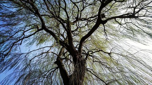 Low angle view of bare tree against sky