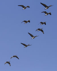 Birds flying against clear sky