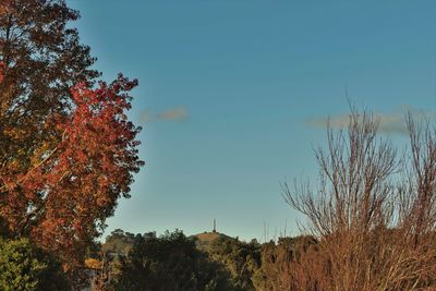 Low angle view of trees against sky during autumn