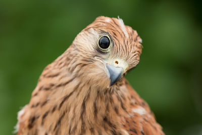 Close-up of a bird looking away