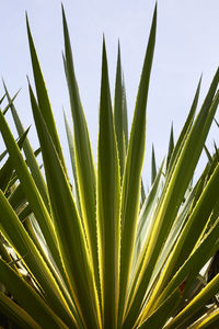 Close-up of palm tree