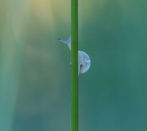 Close-up of green leaf on twig