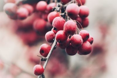 Close-up of berries growing on tree