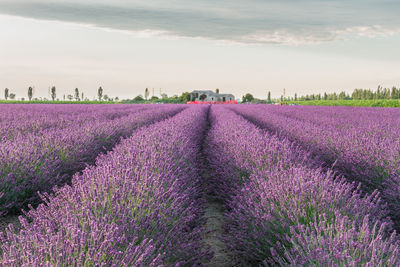 Purple flowering plants on field against sky