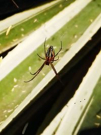 Close-up of spider on web