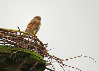 Low angle view of bird perching against clear sky