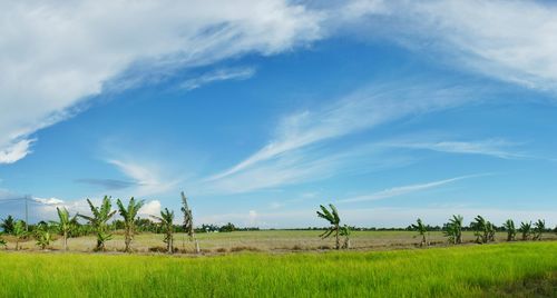 Scenic view of agricultural field against sky