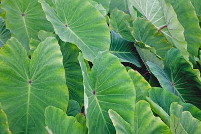 Full frame shot of green leaves