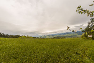 Scenic view of field against sky