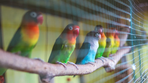 Close-up of birds perching in cage