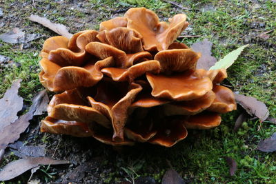 High angle view of mushrooms growing on field