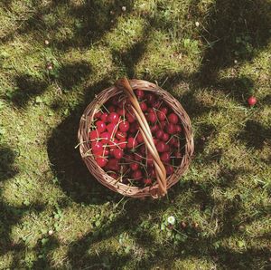 Close up of red grass