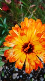 Close-up of orange flower blooming outdoors