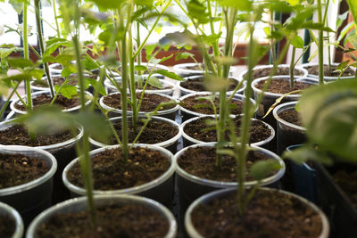 Growing tomatoes plant. fresh tomato seedlings grow in pots near the window. agriculture concept.