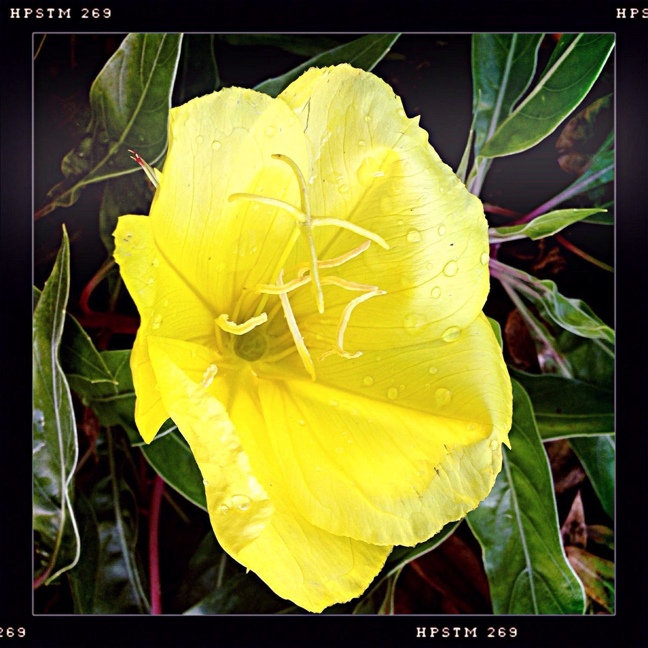 CLOSE-UP OF YELLOW ROSE FLOWER