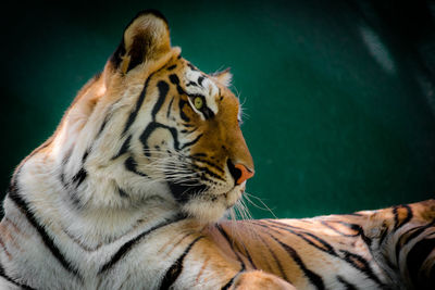 Close-up of a cat