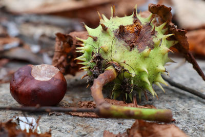 Close-up of chestnuts