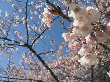 Low angle view of cherry blossoms against sky