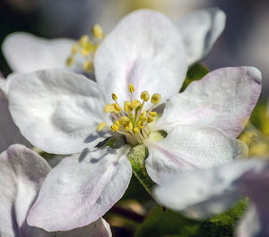 Close-up of flower blooming outdoors