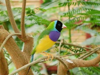 Close-up of bird perching on branch