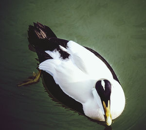 High angle view of bird in lake