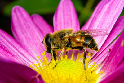 Close-up of bee pollinating on purple flower