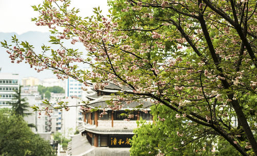 Cherry tree by building in city