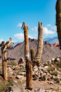 Cactus growing in desert against blue sky