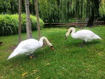 White swan on grassy field